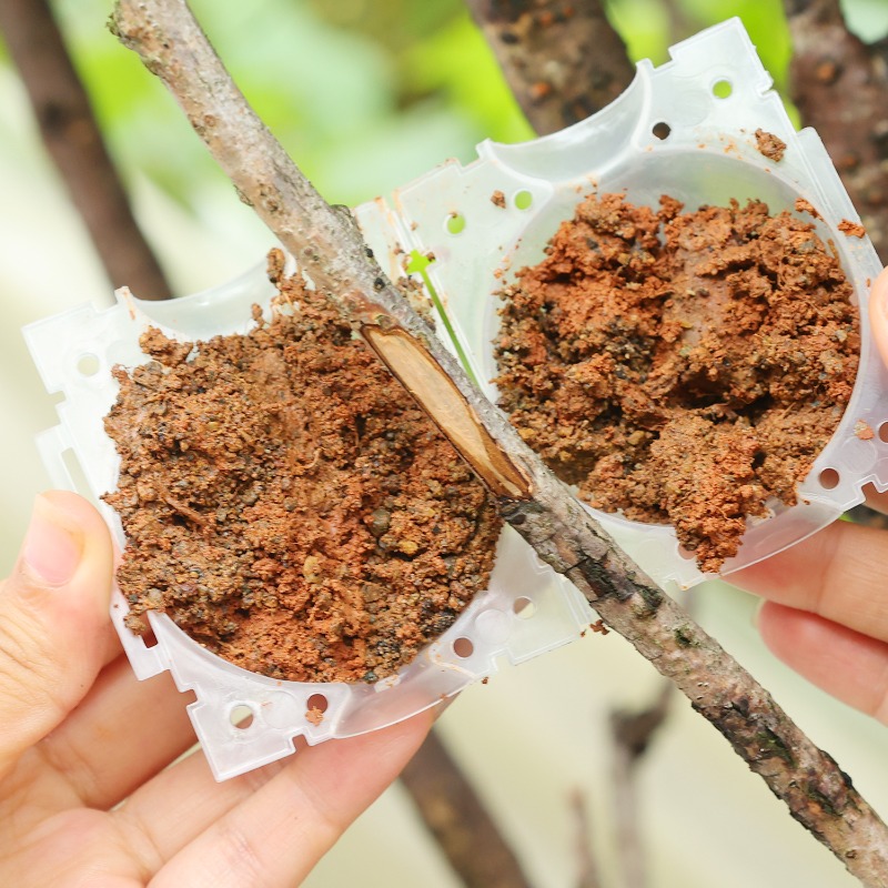 Bola de Enraizamento Reutilizá - Plant Parents avaliação e preço